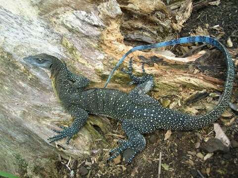 Imagem de Varanus jobiensis Ahl 1932