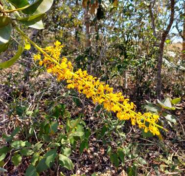 Image of Vochysia haenkeana C. Martius