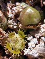 Sivun Euphorbia friedrichiae Dinter kuva