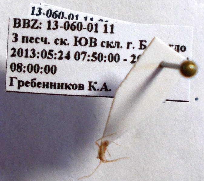 Слика од Hallodapus concolor (Reuter 1890)