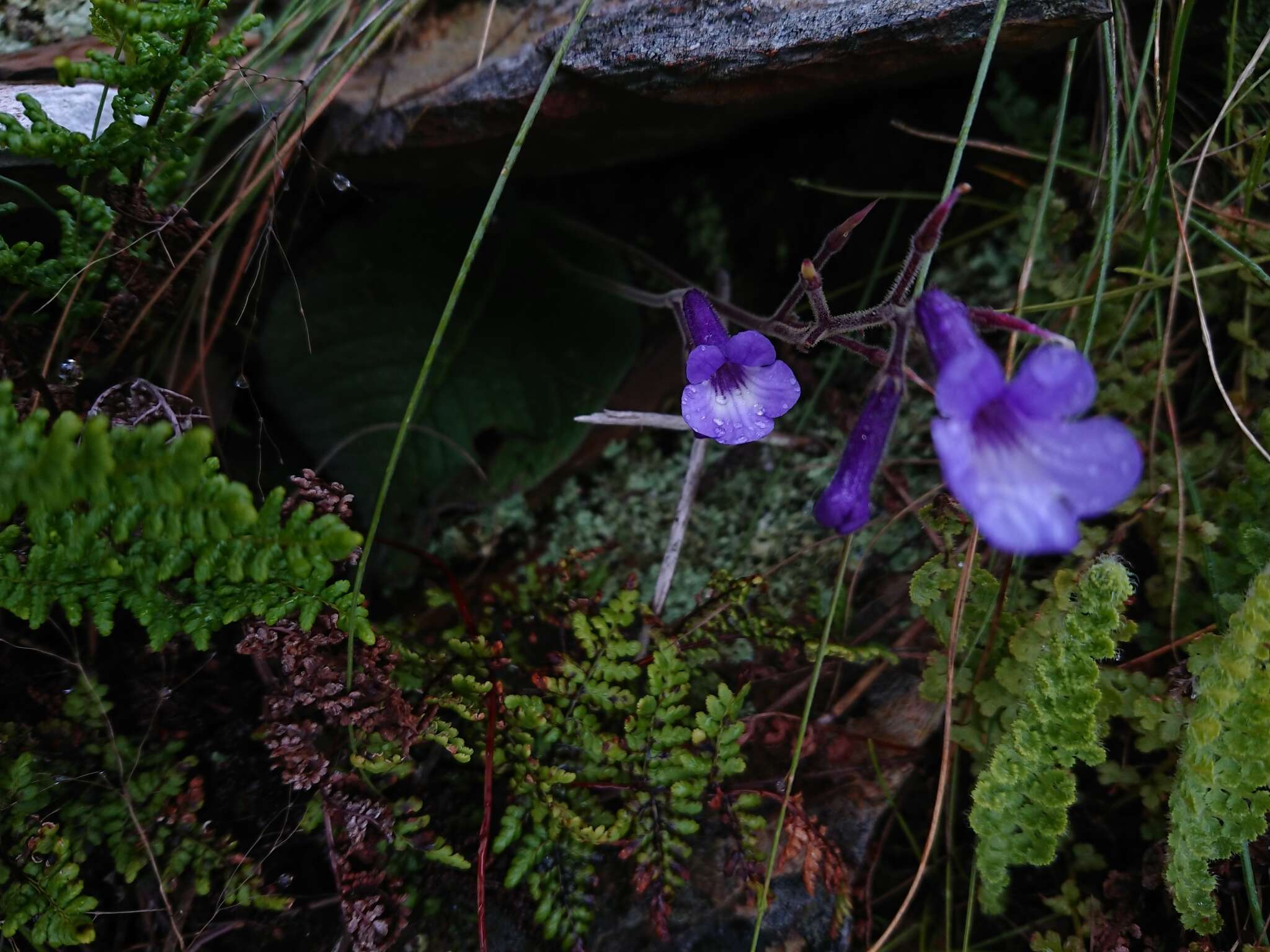 Sivun Streptocarpus hilburtianus T. J. Edwards kuva