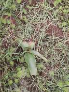 Image of Grassland crinum