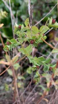 Image of Euphorbia hirsuta L.