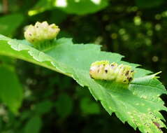 Image of Colopha ulmicola (Fitch 1859)