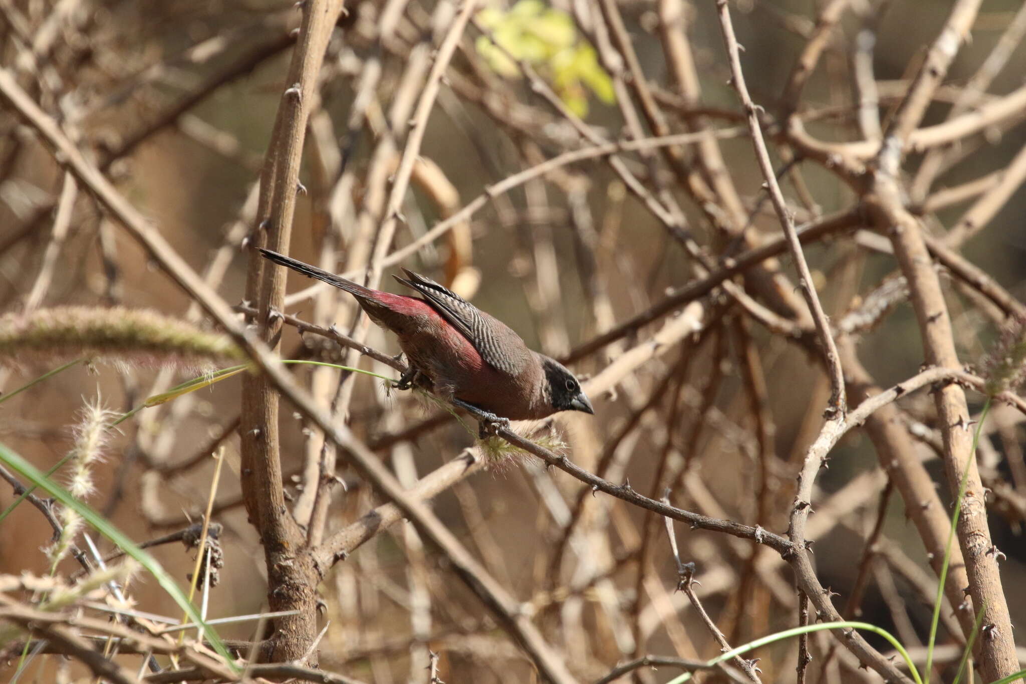 صورة Brunhilda erythronotos (Vieillot 1817)