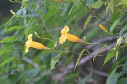 Ipomoea aurantiaca L. O. Williams resmi