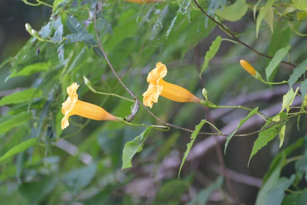 Ipomoea aurantiaca L. O. Williams resmi