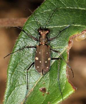 Image of Cylindera (Ifasina) disjuncta (Dejean 1825)