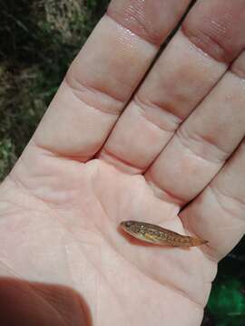 Image of Purple-spotted gudgeon