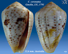 Image of coronated cone