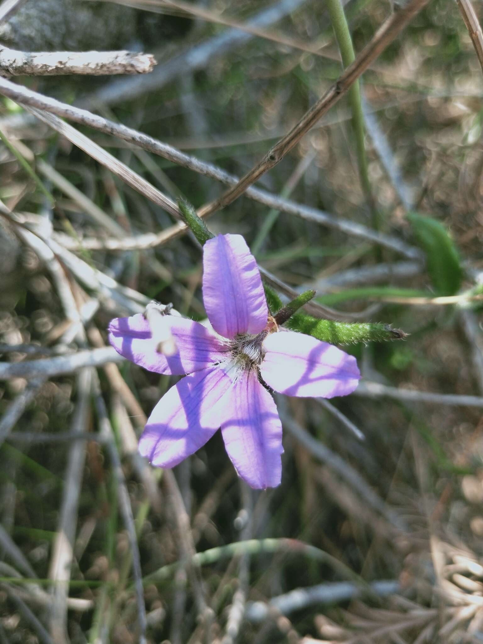 Слика од Scaevola ramosissima (Smith) K. Krause