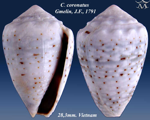 Image of coronated cone