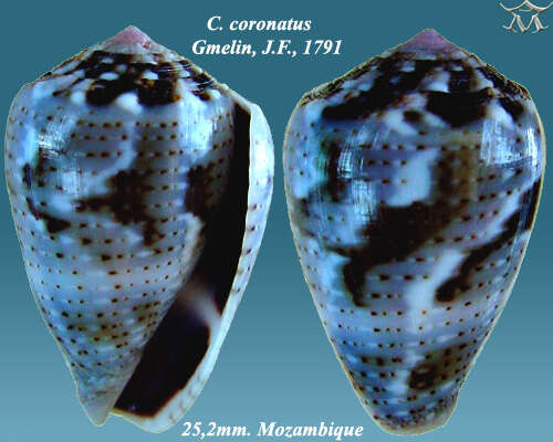 Image of coronated cone