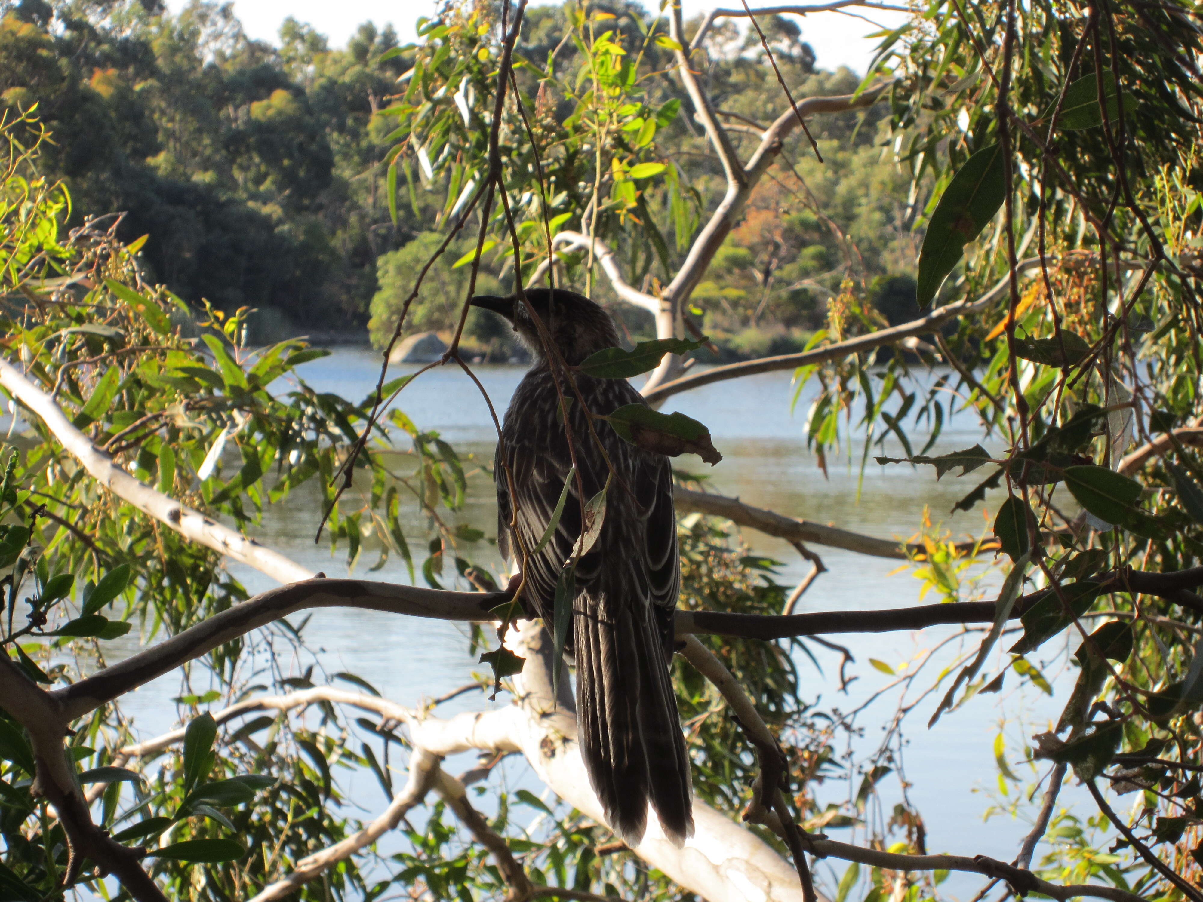 Image of Red Wattlebird