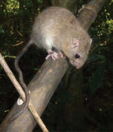 Image of marmoset rat