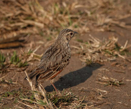 Image of Bengal Bush Lark