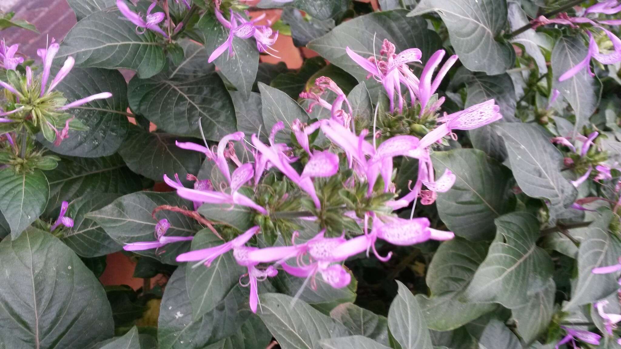 Image of Purple ribbon bush