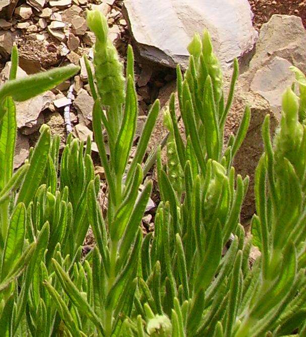 Imagem de Lavandula viridis L'Hér.