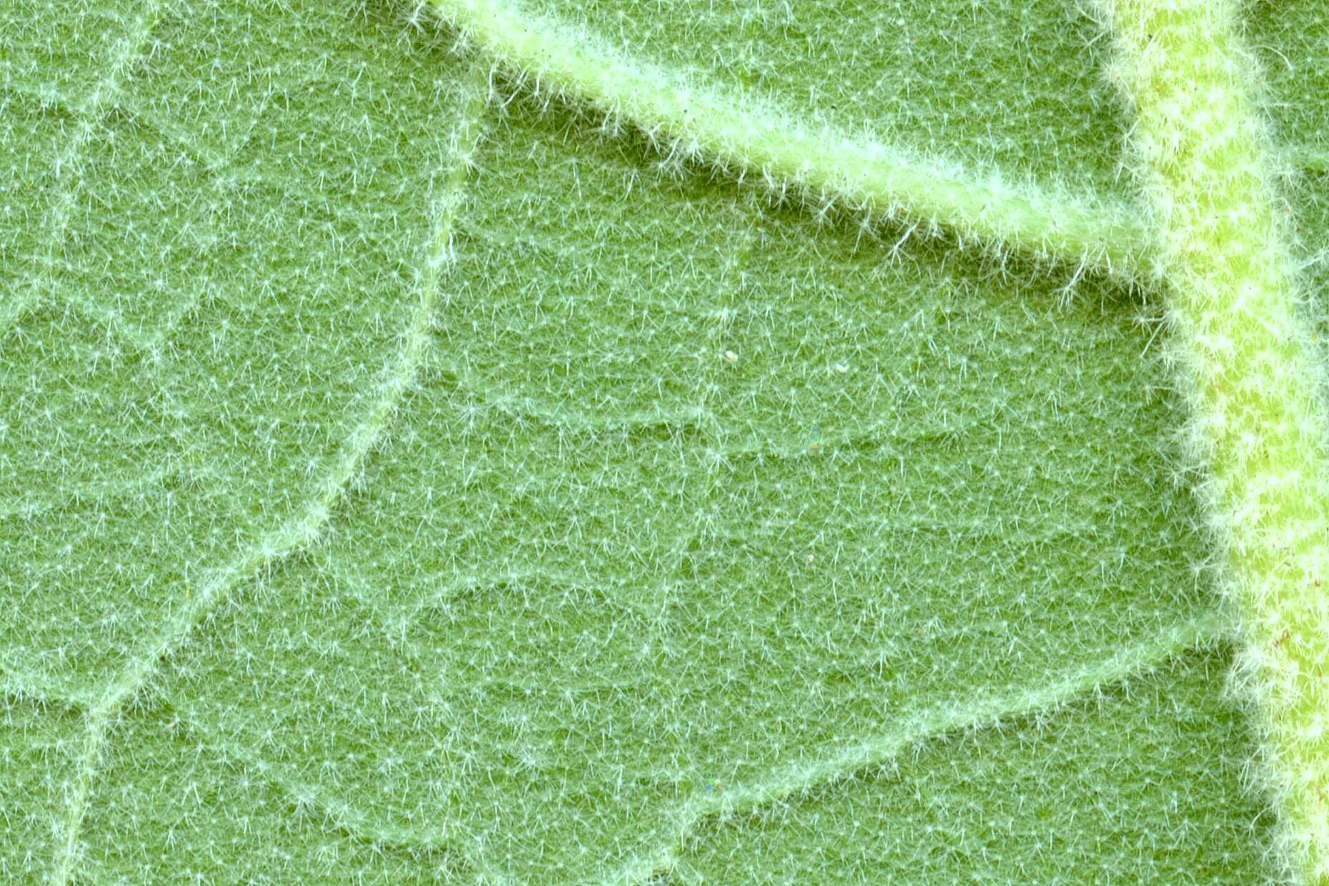 Image of earleaf nightshade