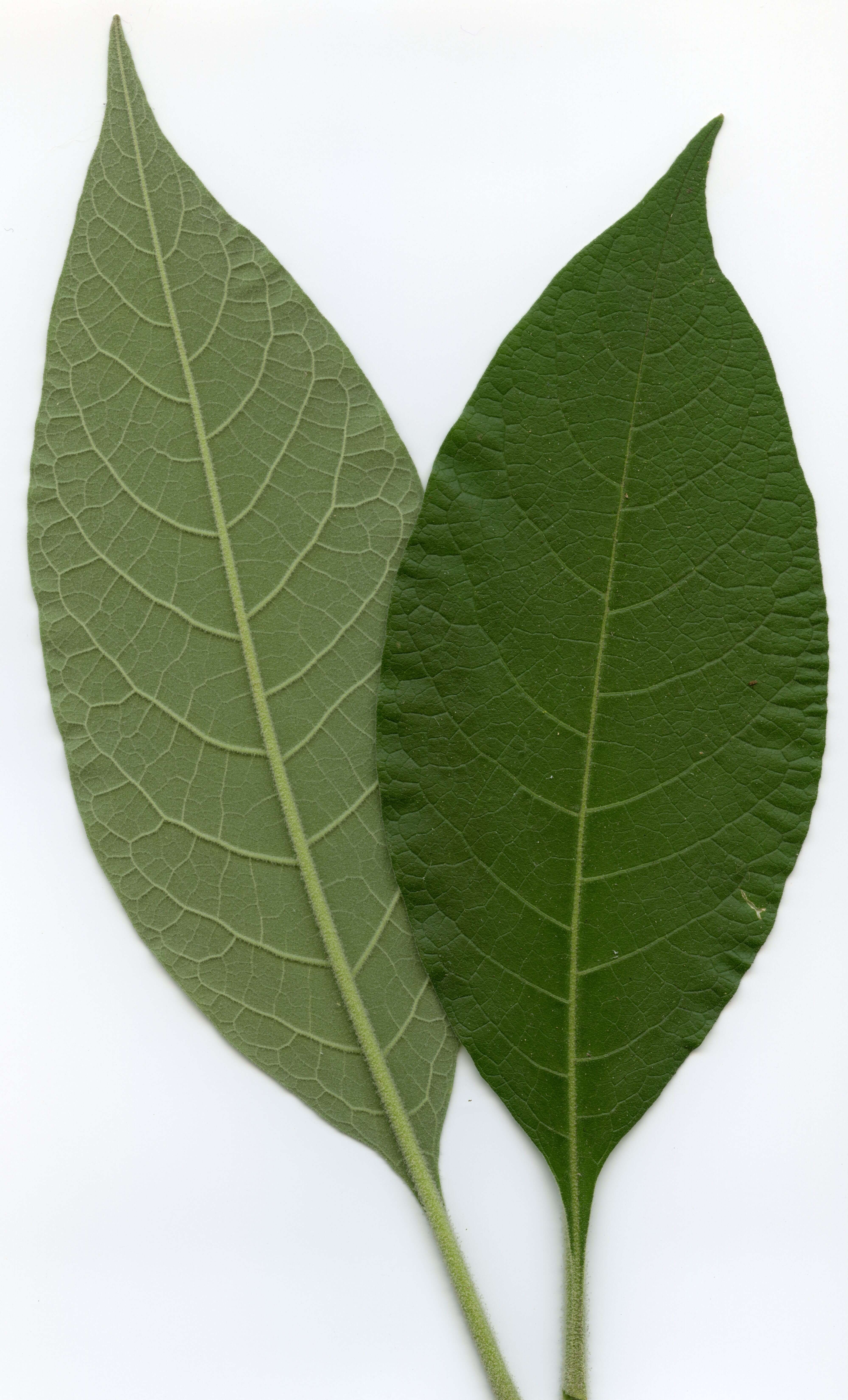 Image of earleaf nightshade