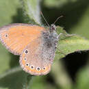 Image of Coenonympha leander obscura Rühl 1894