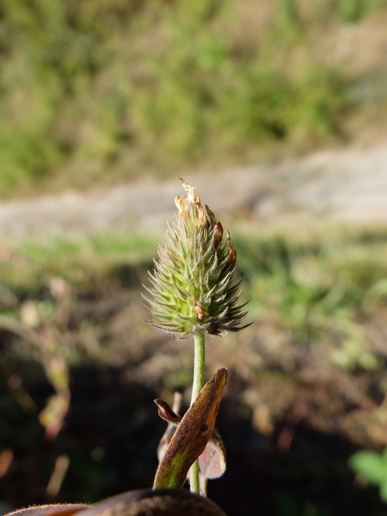 Image of Egyptian clover