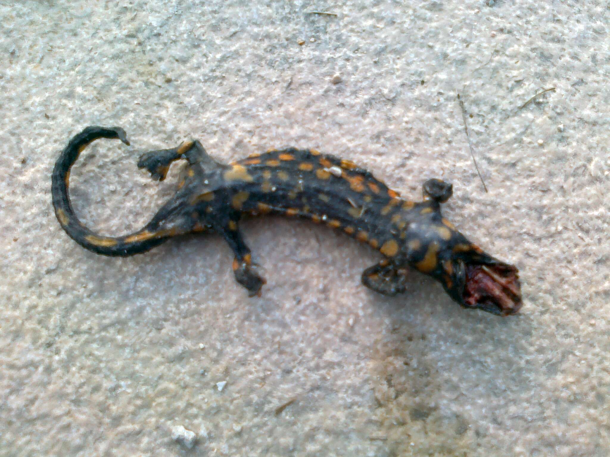 Image of Common Fire Salamander