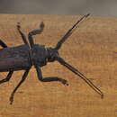 Image of Glyphosoma cariosum (Fairmaire 1901)