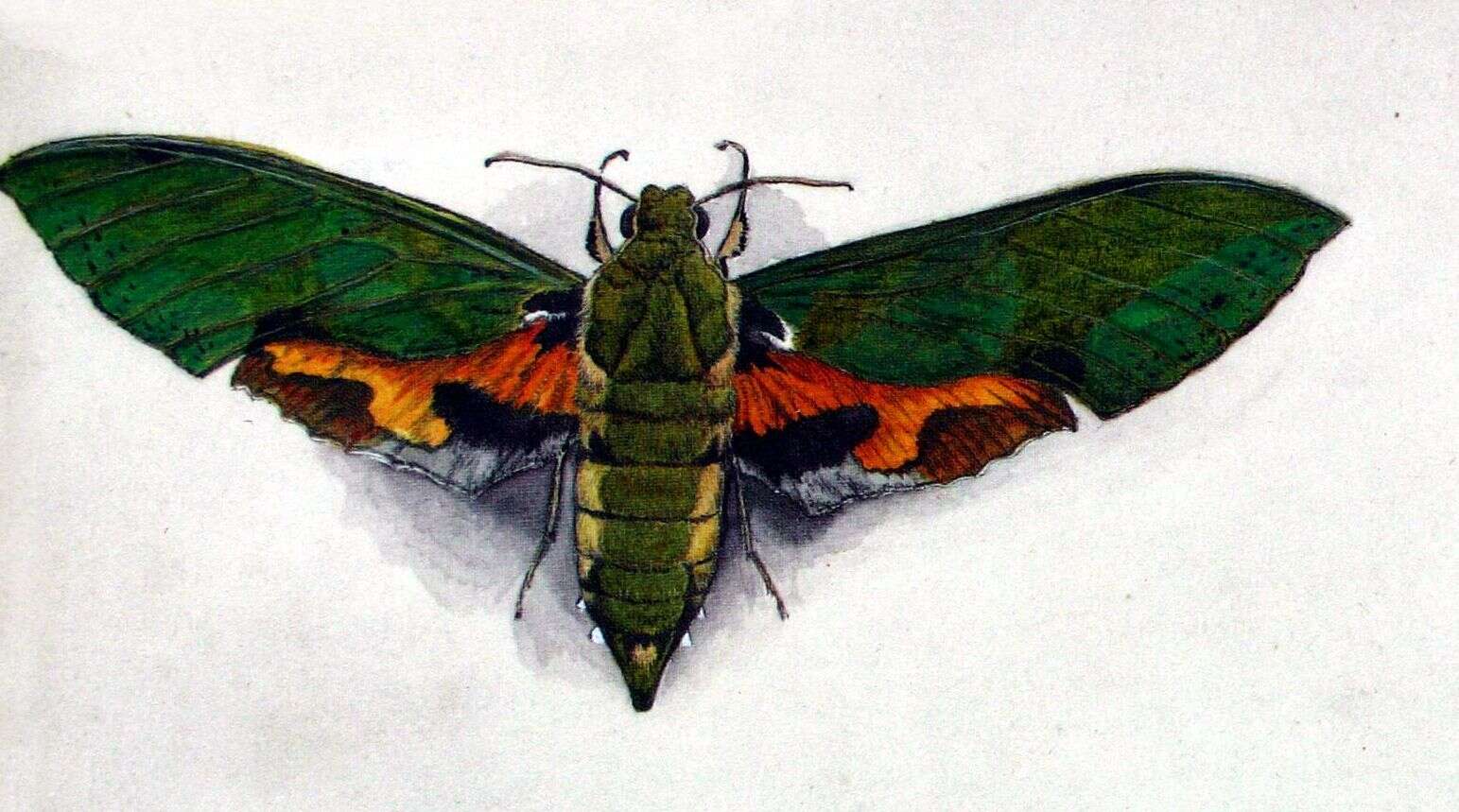 Image of Euchloron Boisduval (1875)