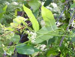 صورة Leichhardtia longiloba (Benth.) P. I. Forst.