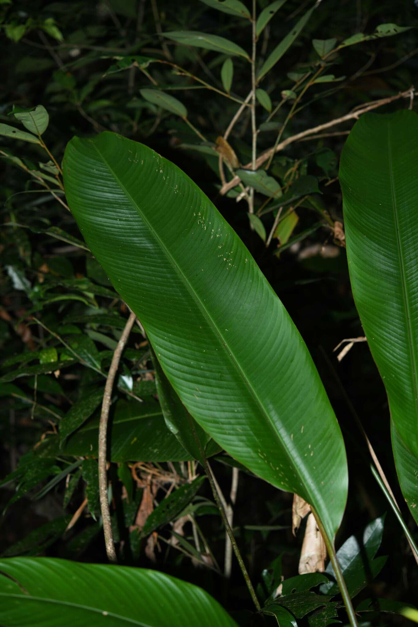 Image of Heliconia richardiana Miq.