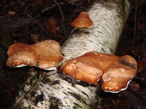 Image of birch polypore