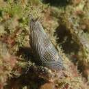 Image of Chromodoris lineolata (van Hasselt 1824)