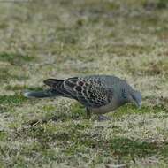 Image of Oriental Turtle Dove