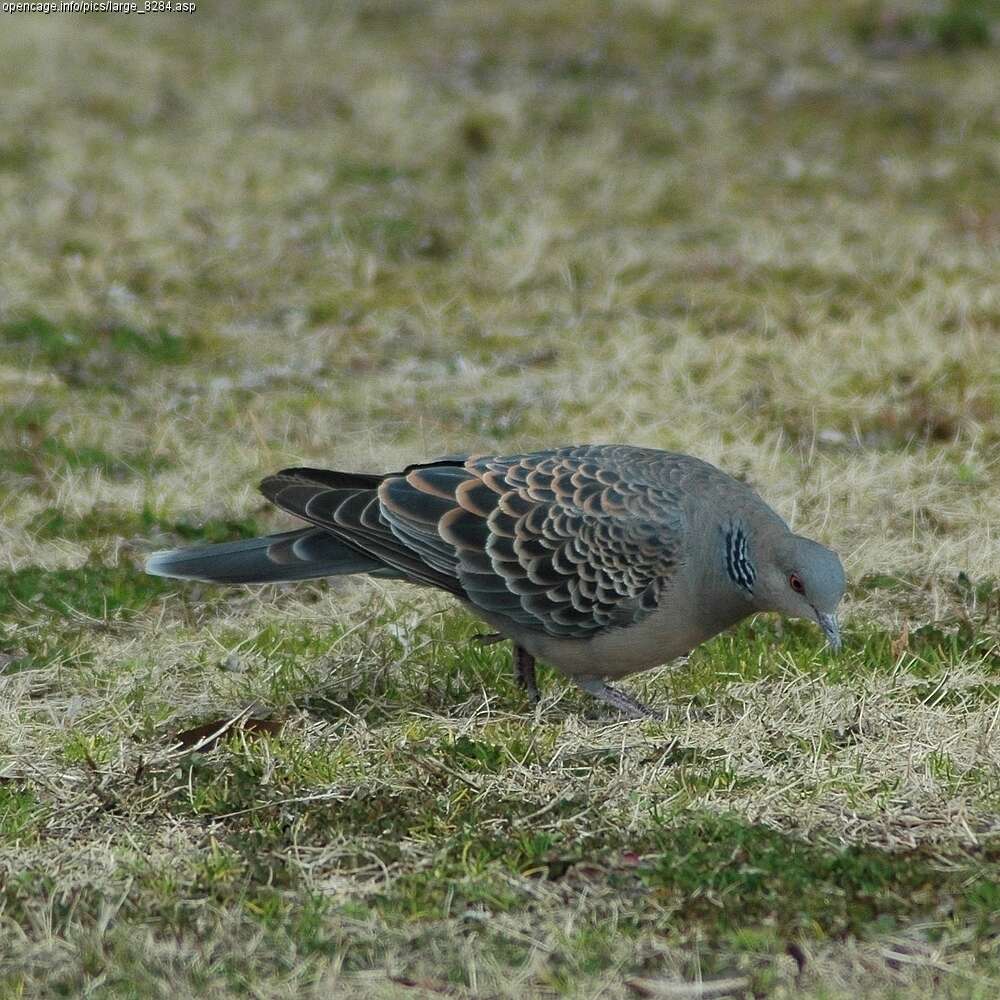 Image of Oriental Turtle Dove