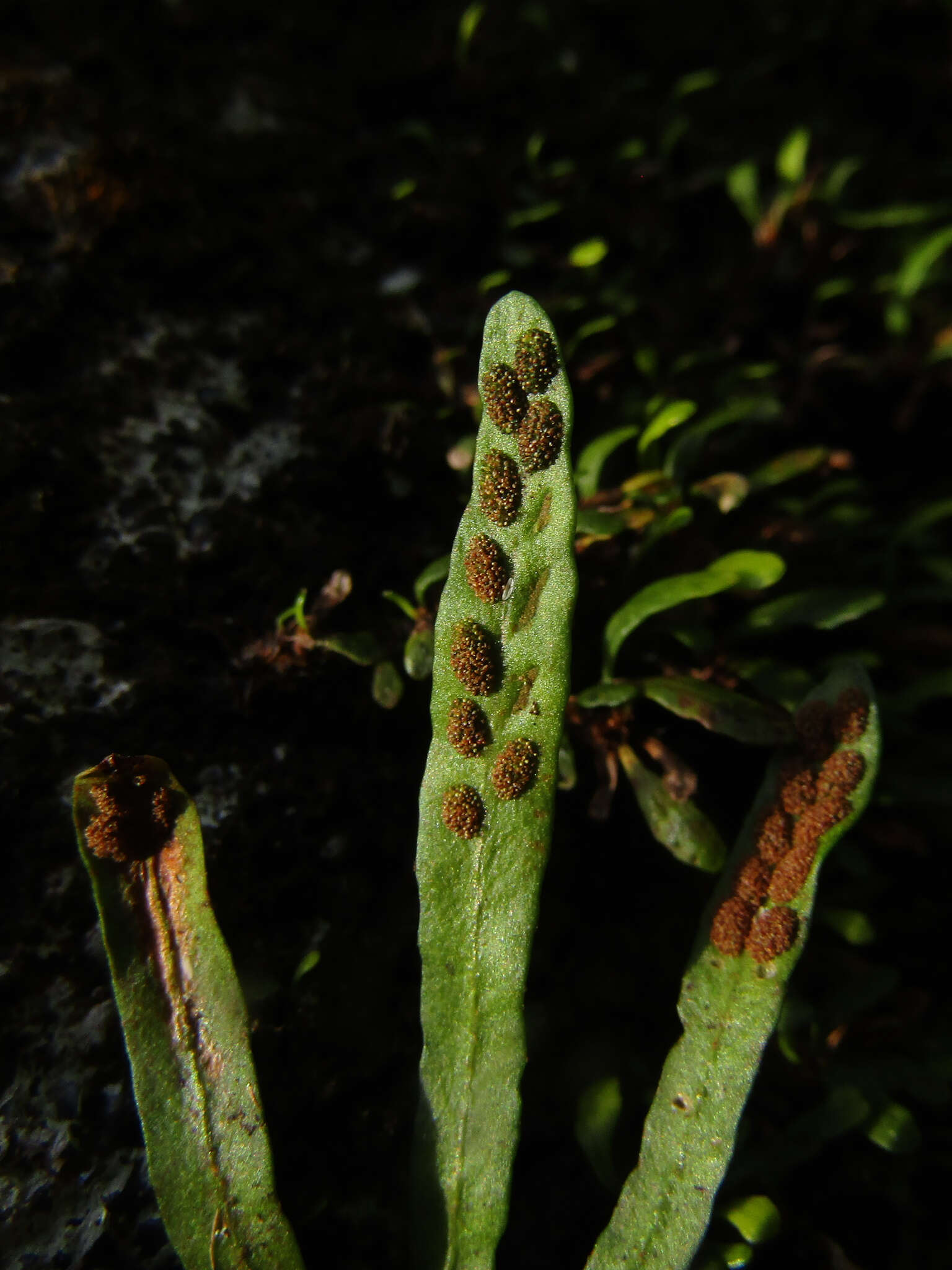 Image of Grammitis stenophylla Parris