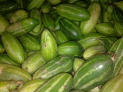 Image of ivy gourd