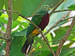 Image of Wompoo Fruit Dove