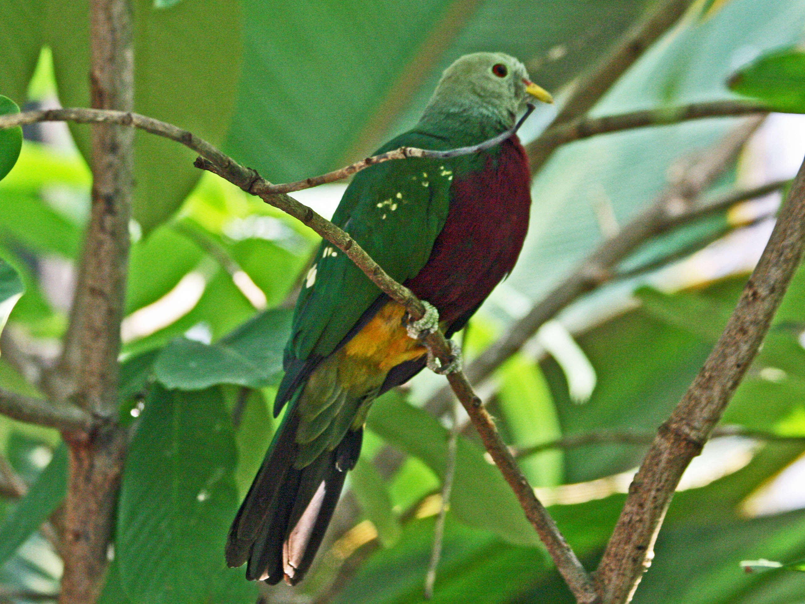 Image of Wompoo Fruit Dove