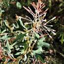 Plancia ëd Grevillea manglesii (Grah.) Planch.