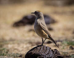 Image of Cinnamon-bellied Ground Tyrant