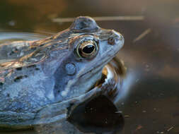 Image of Altai Brown Frog (Altai Mountains Populations)