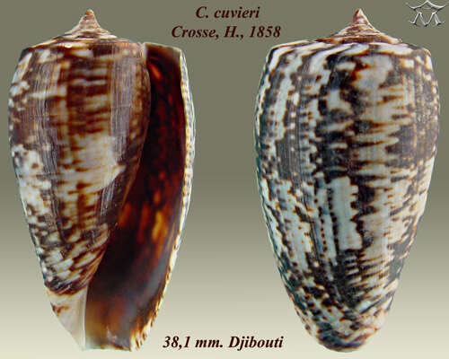 Image of Conus cuvieri Crosse 1858