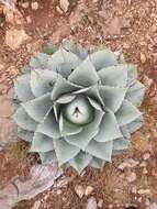 Image of Agave ovatifolia G. D. Starr & Villarreal