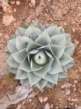 Image de Agave ovatifolia G. D. Starr & Villarreal