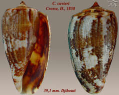 Image of Conus cuvieri Crosse 1858