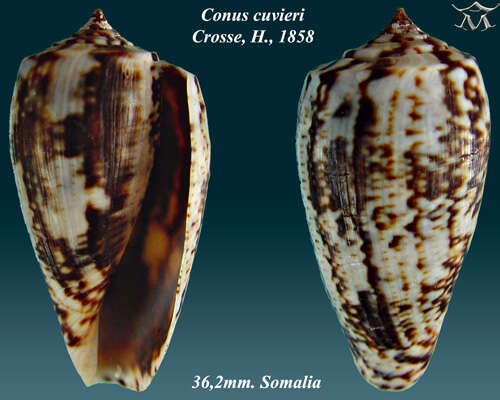 Image of Conus cuvieri Crosse 1858