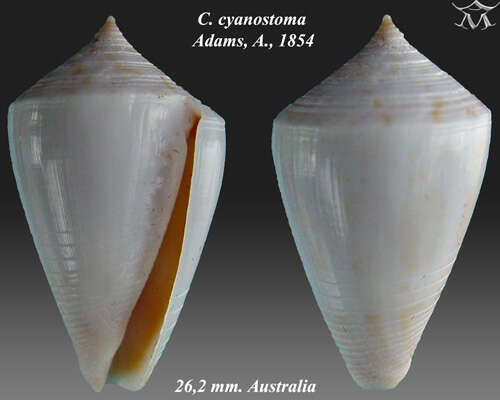 صورة Conus cyanostoma A. Adams 1854