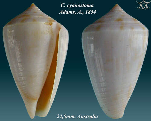 صورة Conus cyanostoma A. Adams 1854