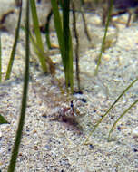 Image of Australian sailfin goby